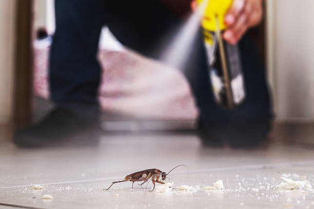 Wasp Removal Services in Grove City, PA